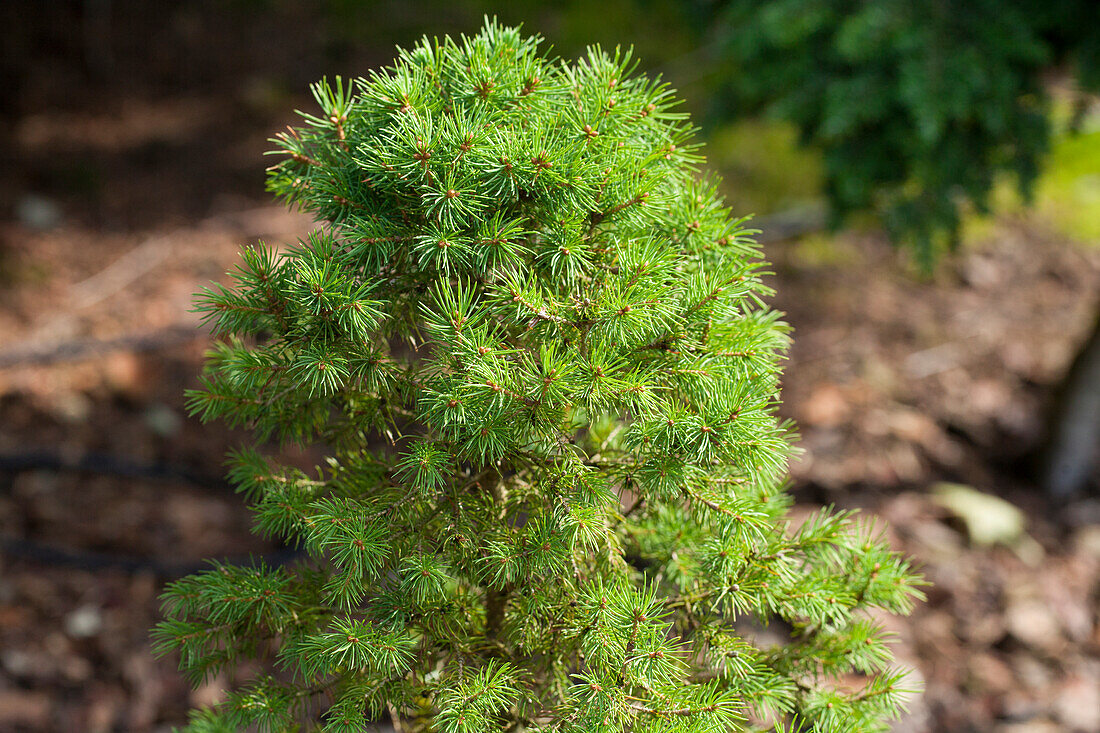 Picea glauca 'Biesenthaler Frühling' (Biesenthal Spring)