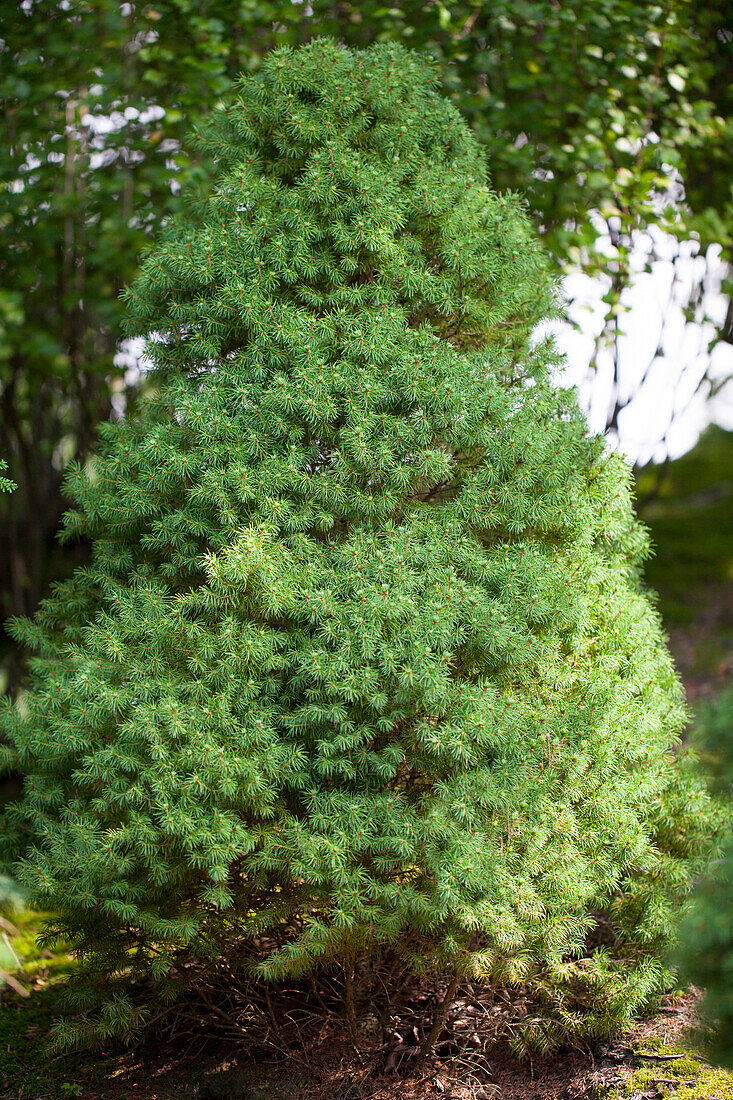 Picea glauca 'Rainbow's End'