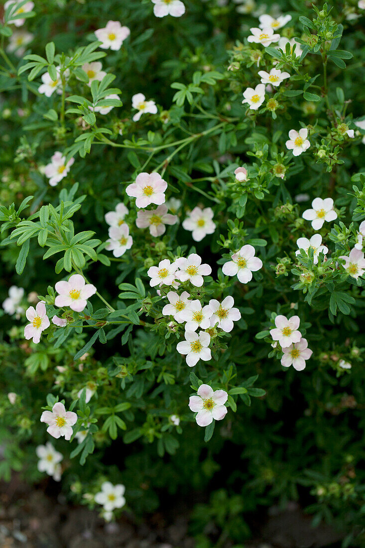 Potentilla fruticosa 'Lovely Pink'®