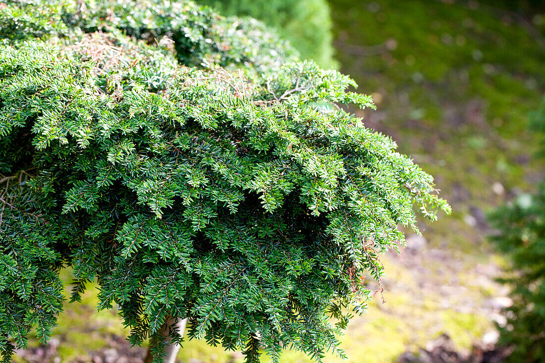 Tsuga canadensis 'Gracilis'