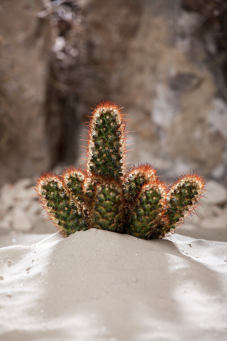 Cactus