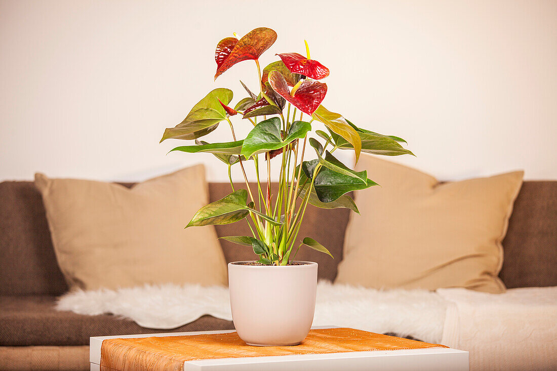 Anthurium x andreanum 'Pandola'