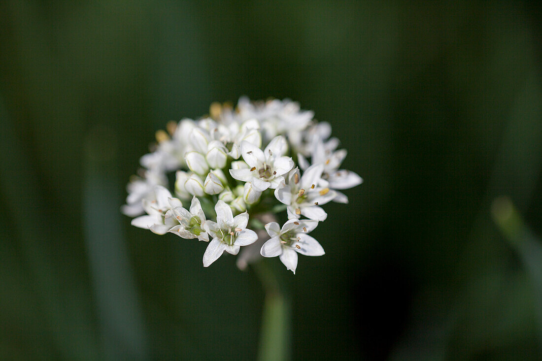 Allium tuberosum