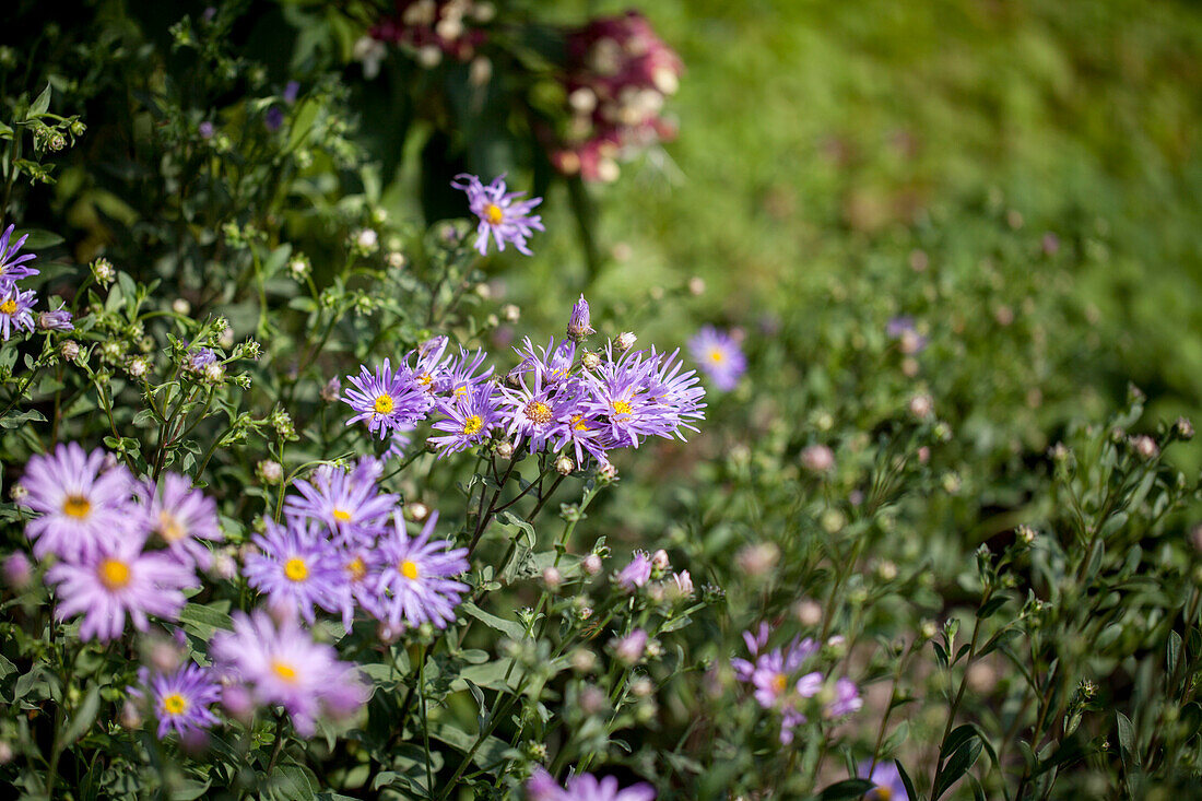 Aster amellus 'Rudolf Goethe'