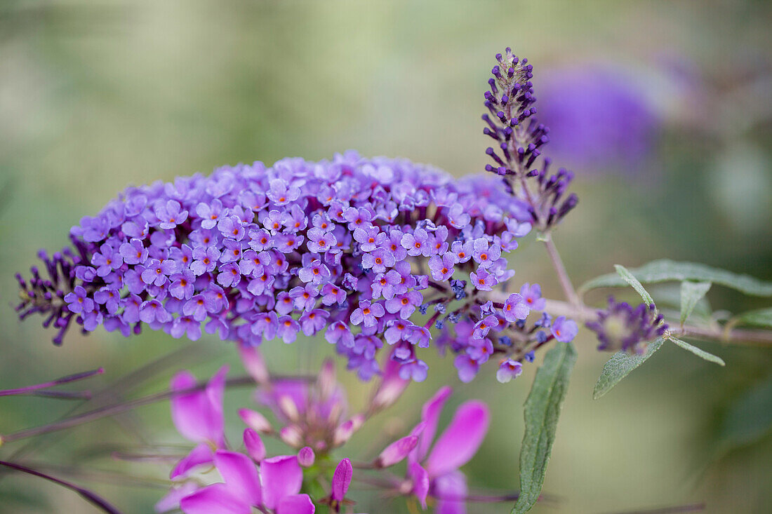 Buddleja davidii, blau