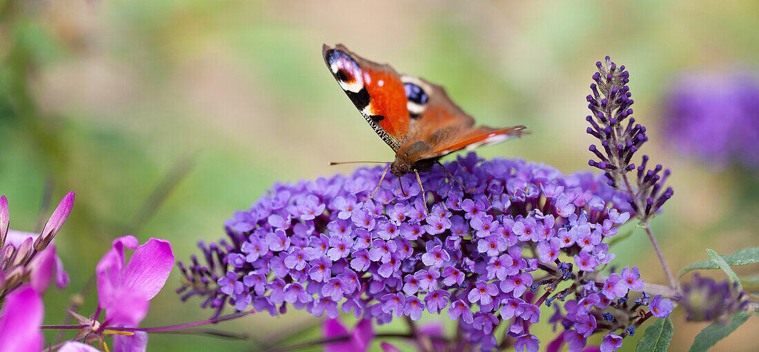 Buddleja davidii, blue + butterfly