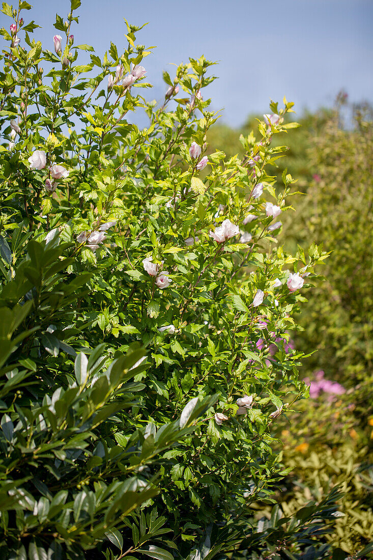 Hibiscus syriacus, weiß