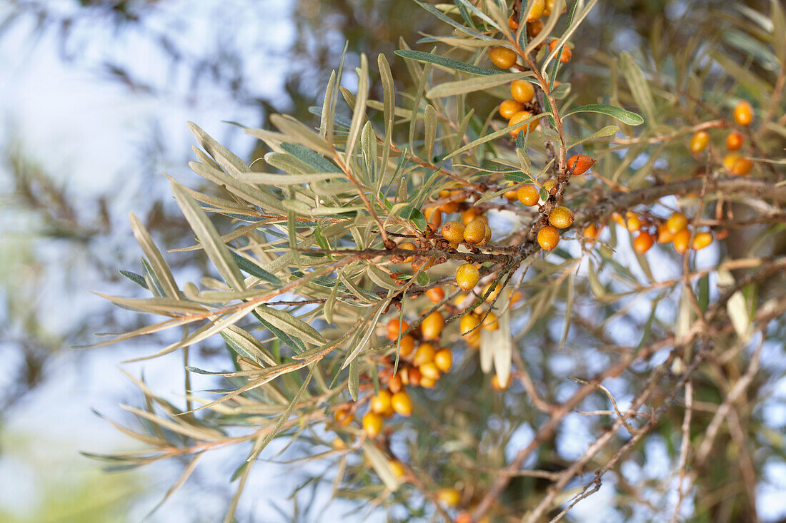 Hippophae rhamnoides 'Leikora