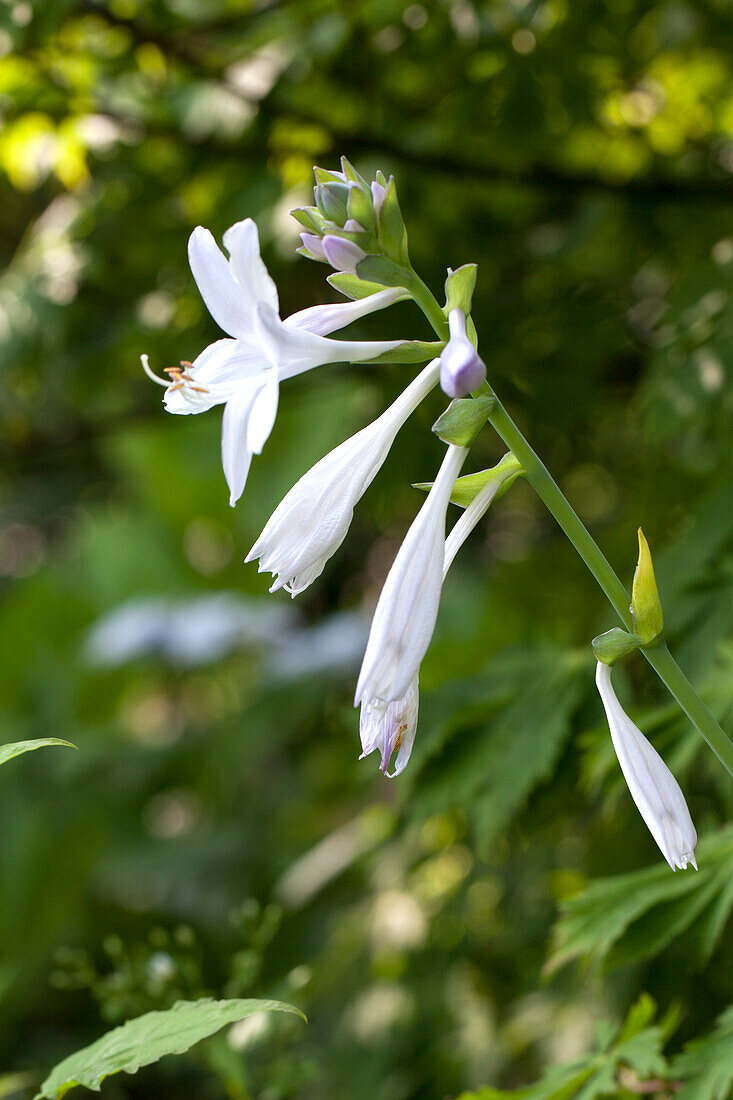 Hosta plantaginea 'Royal Standard'