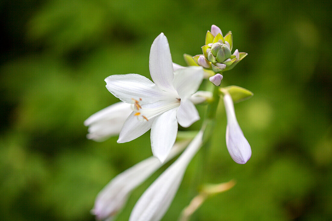 Hosta plantaginea 'Royal Standard'