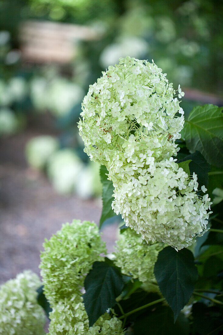 Hydrangea arborescens 'Annabelle'