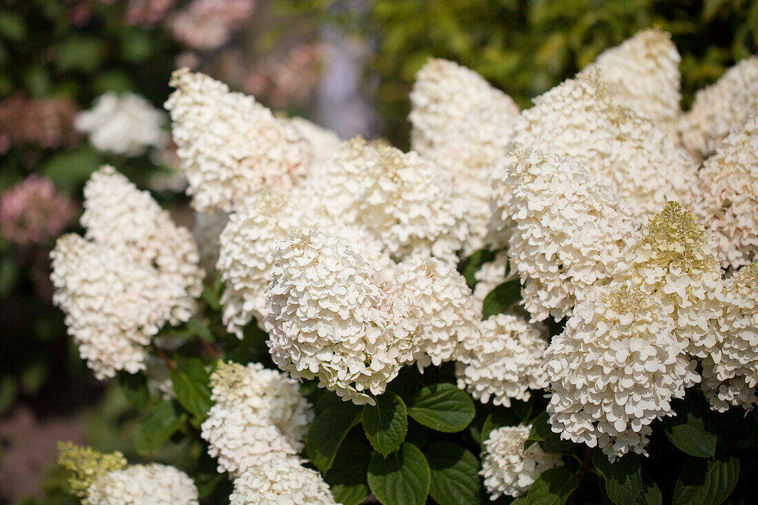 Hydrangea paniculata 'Silver Dollar'