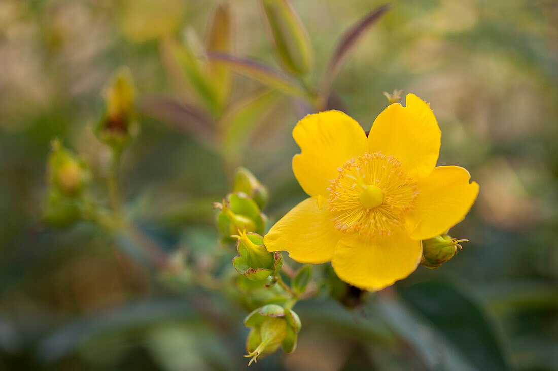 Hypericum patulum