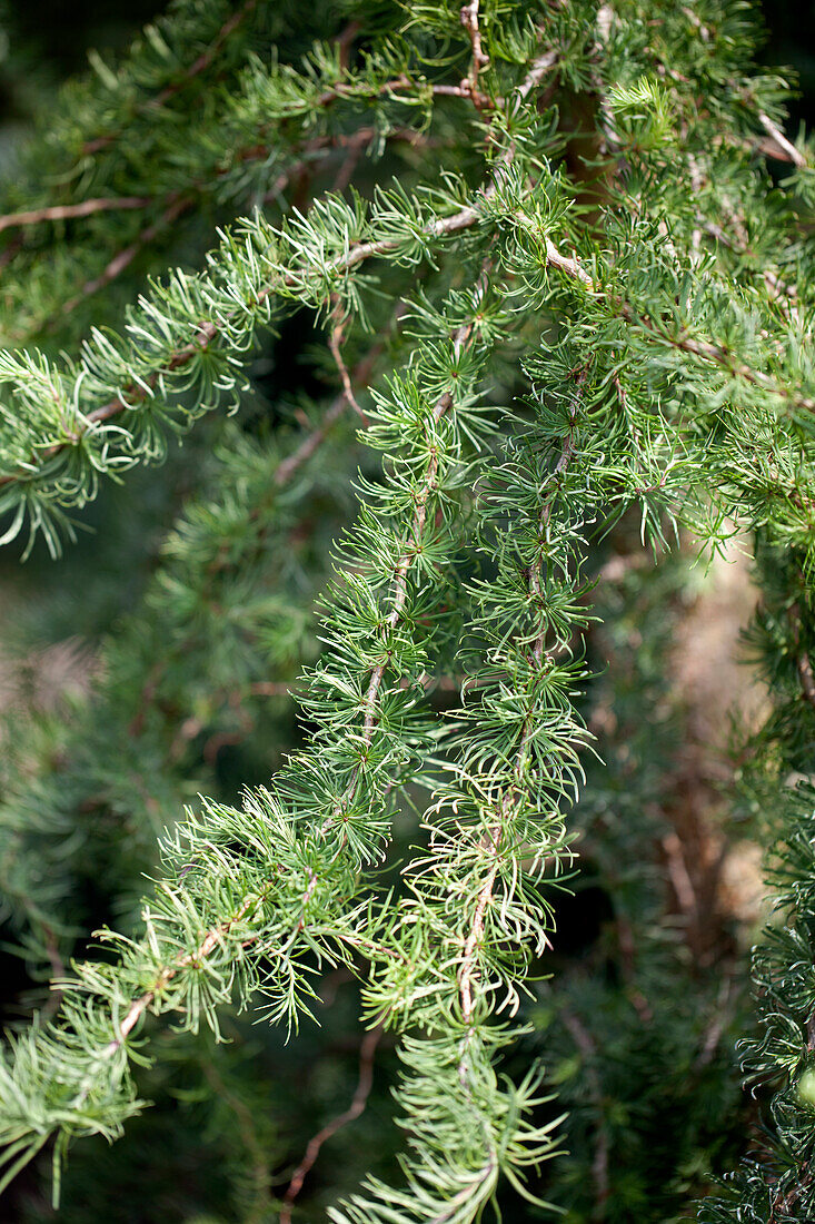 Larix kaempferi 'Diana'