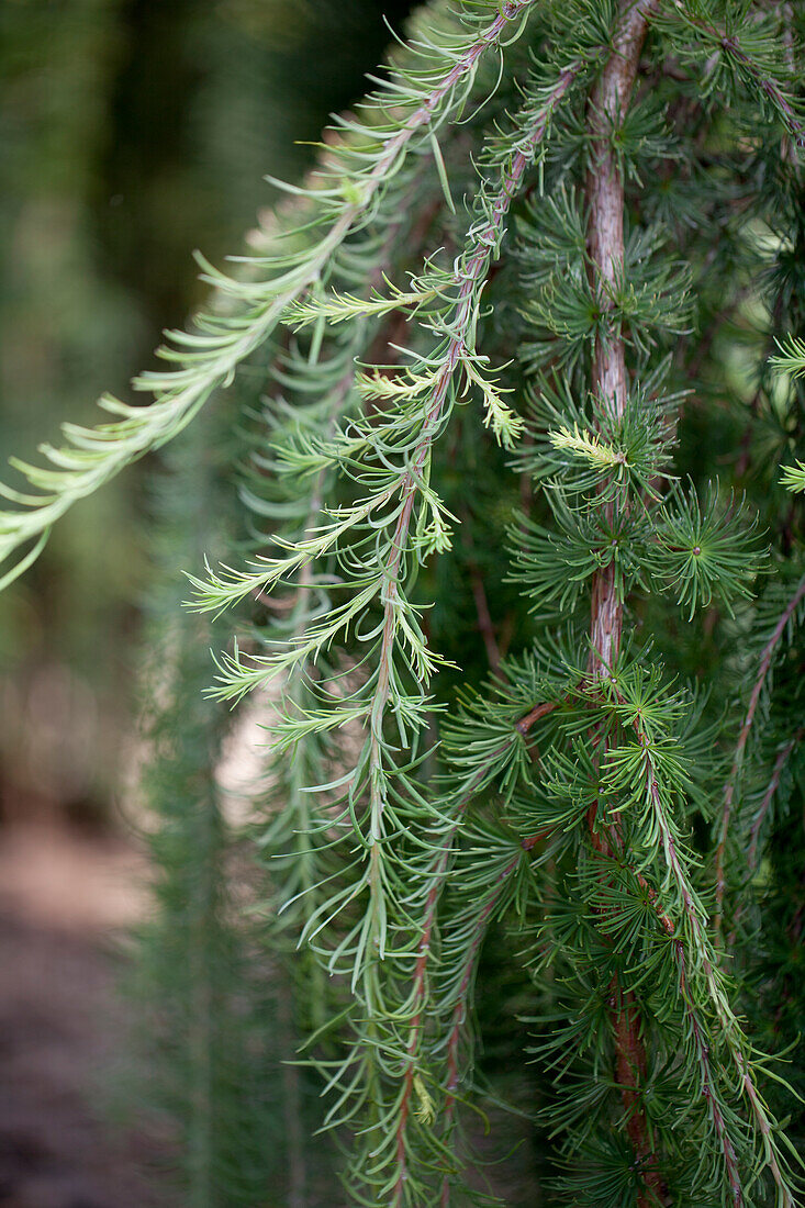 Larix kaempferi 'Stiff Weeper'