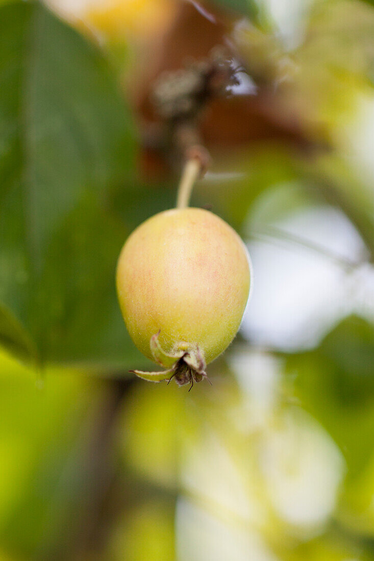 Malus 'John Downie'