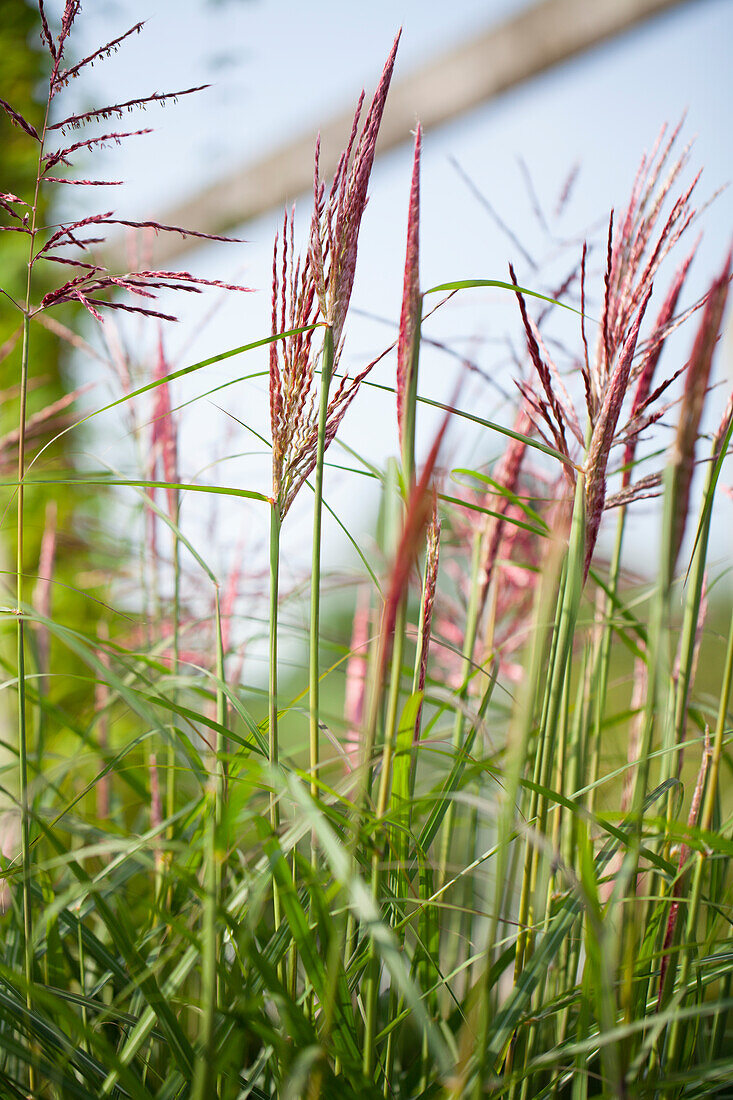 Miscanthus sinensis 'China