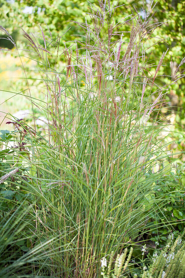 Miscanthus sinensis 'Kleine Fontäne'