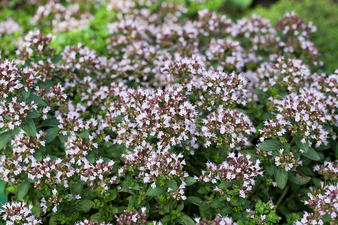 Origanum vulgare 'Compactum'