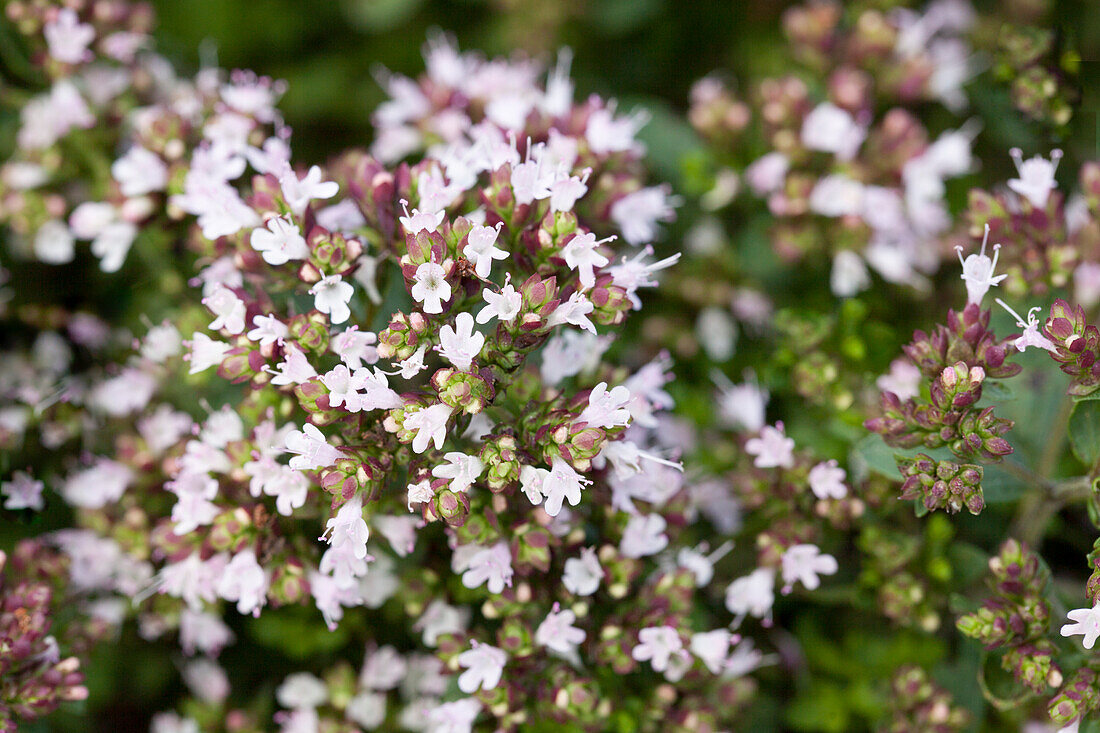 Origanum vulgare 'Compactum'