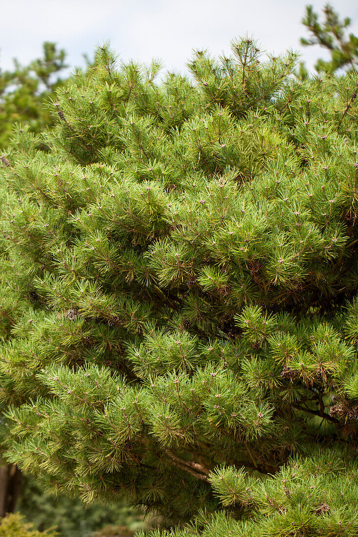 Pinus densiflora 'Pumila'