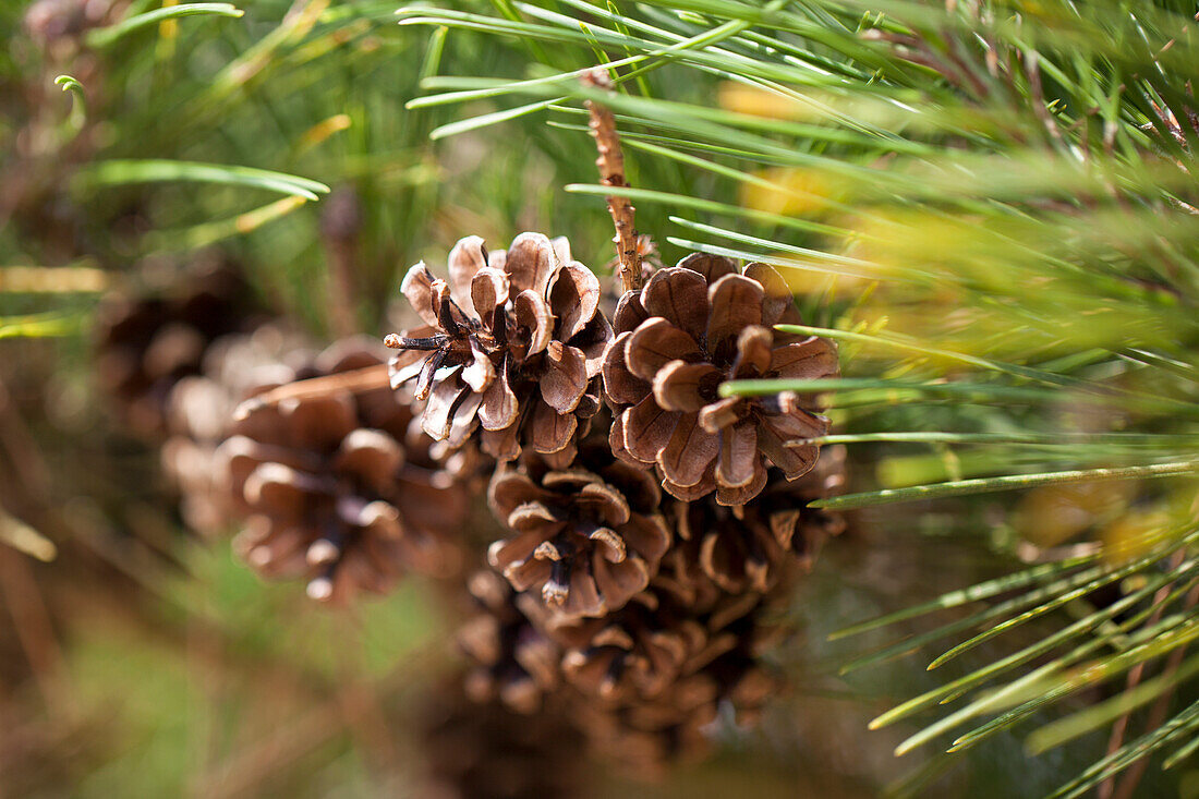 Pinus densiflora 'Pumila'