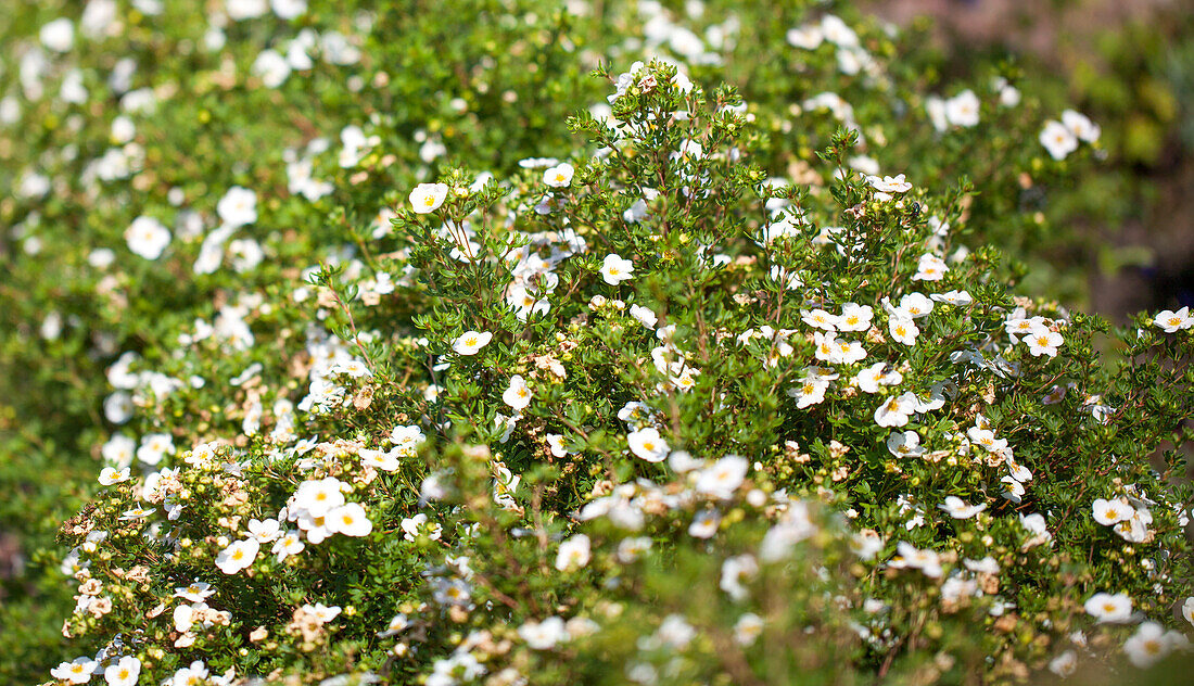 Potentilla fruticosa, white