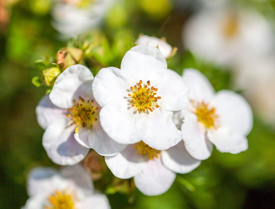 Potentilla fruticosa, white