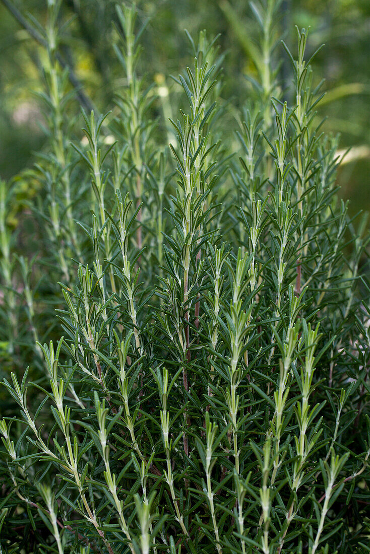 Rosmarinus officinalis 'Arp'