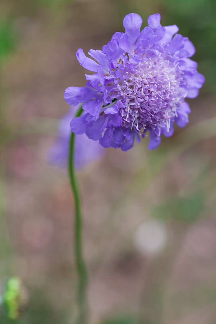 Scabiosa columbaria 'Butterfly Blue'