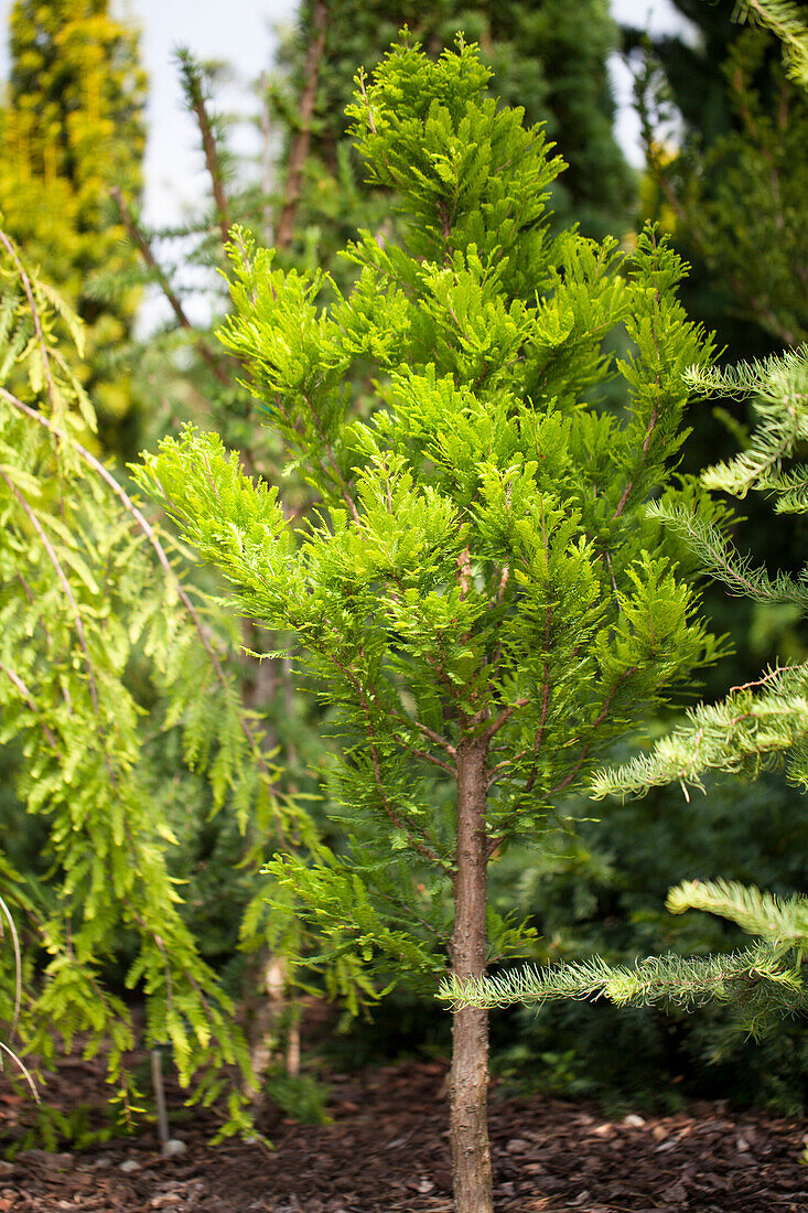 Taxodium distichum 'Peve Minaret'