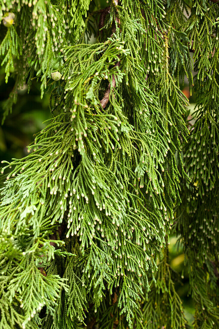 Chamaecyparis nootkatensis Pendula