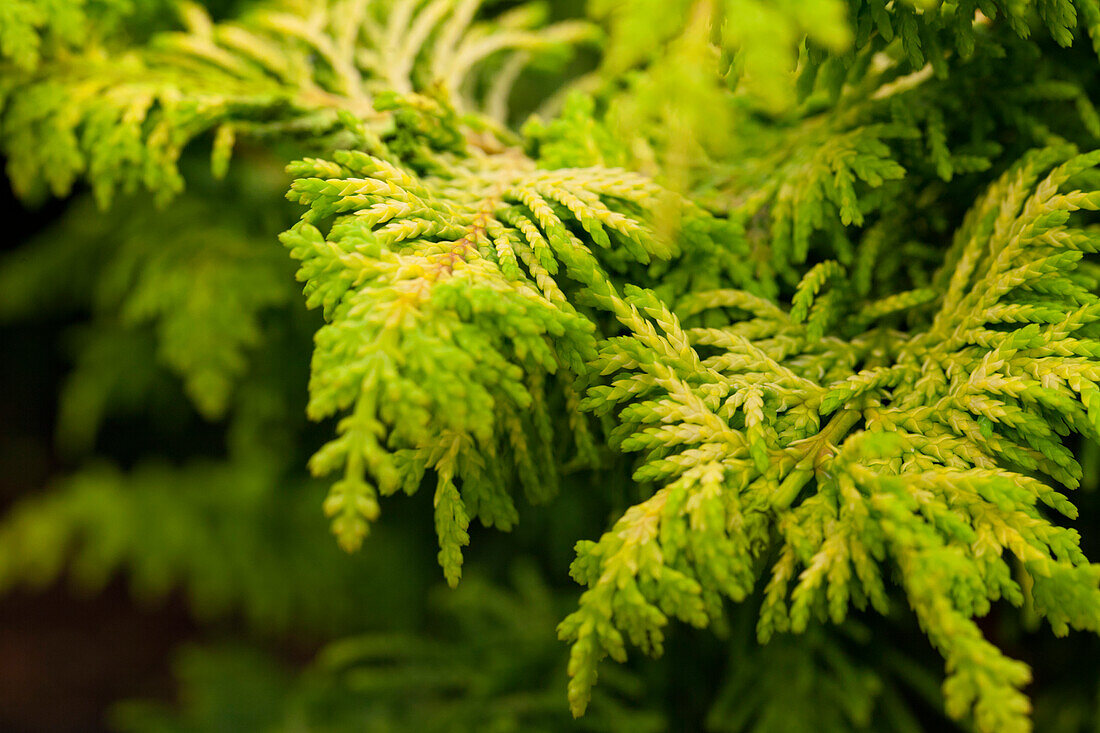 Chamaecyparis obtusa 'Fernspray Gold'