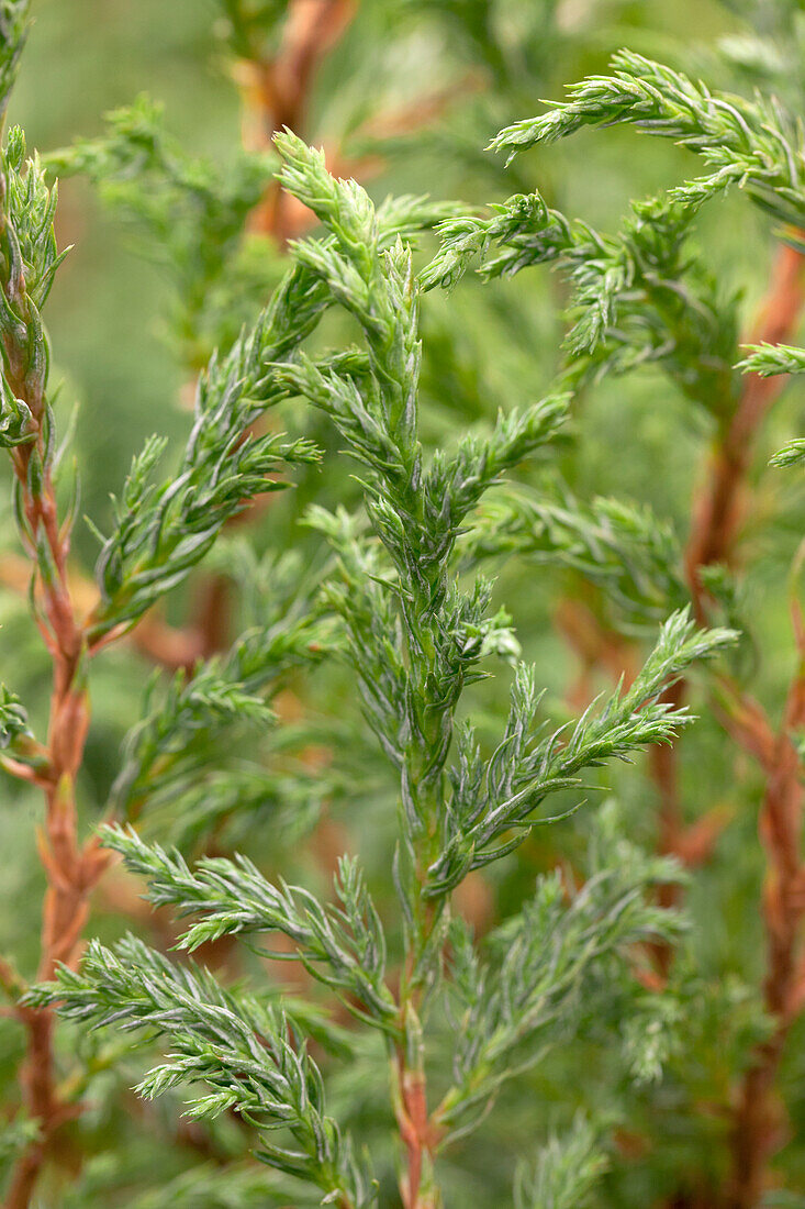 Chamaecyparis pisifera Baby Blue