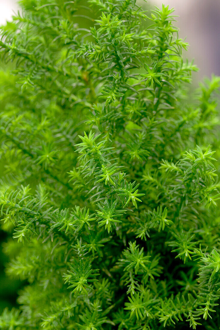 Chamaecyparis thyoides 'Top Point'