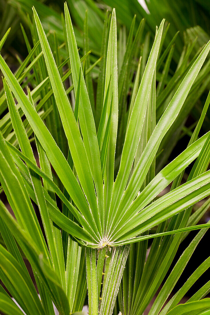 Chamaerops humilis