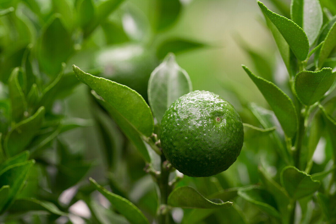 Citrus myrtifolia 'Chinotto'