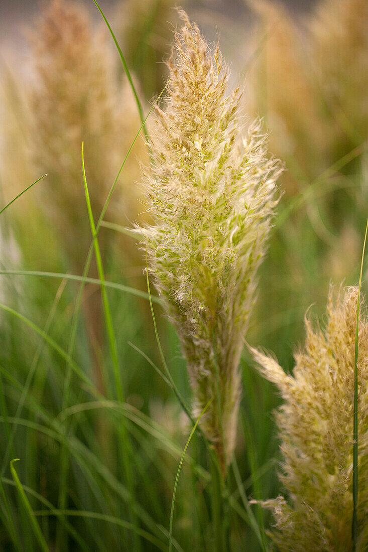 Cortaderia selloana 'Pumila'