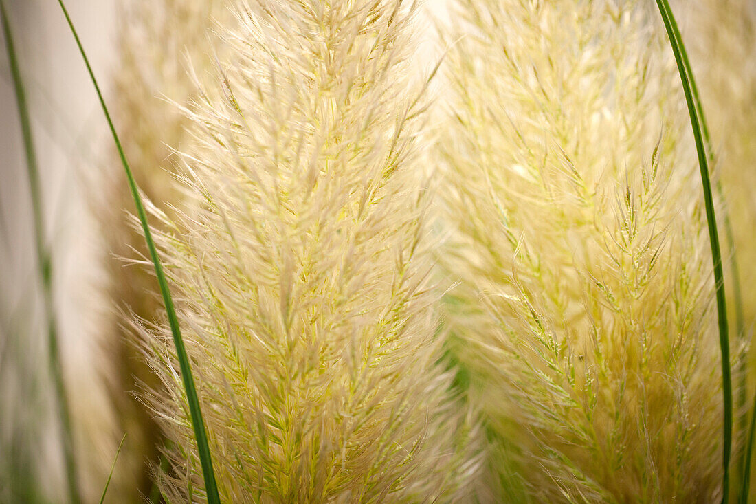 Cortaderia selloana 'Evita'®