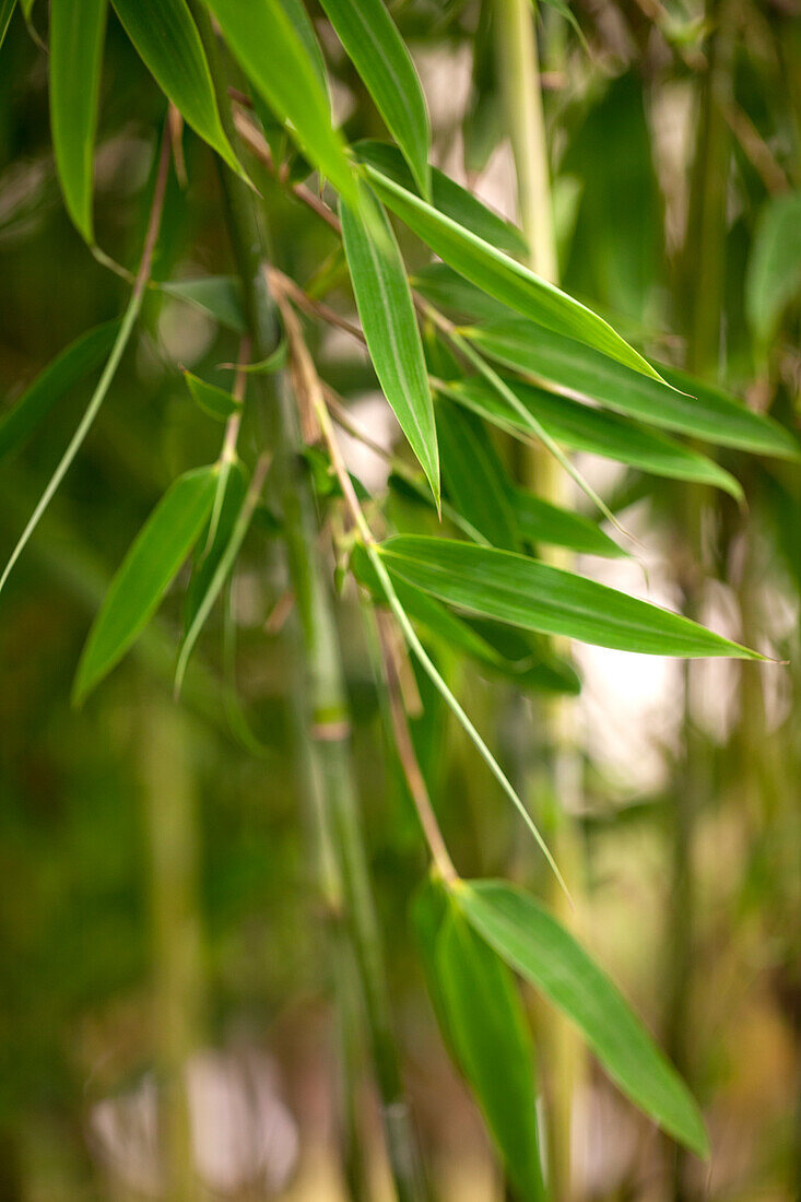 Fargesia murielae 'Maasai'®