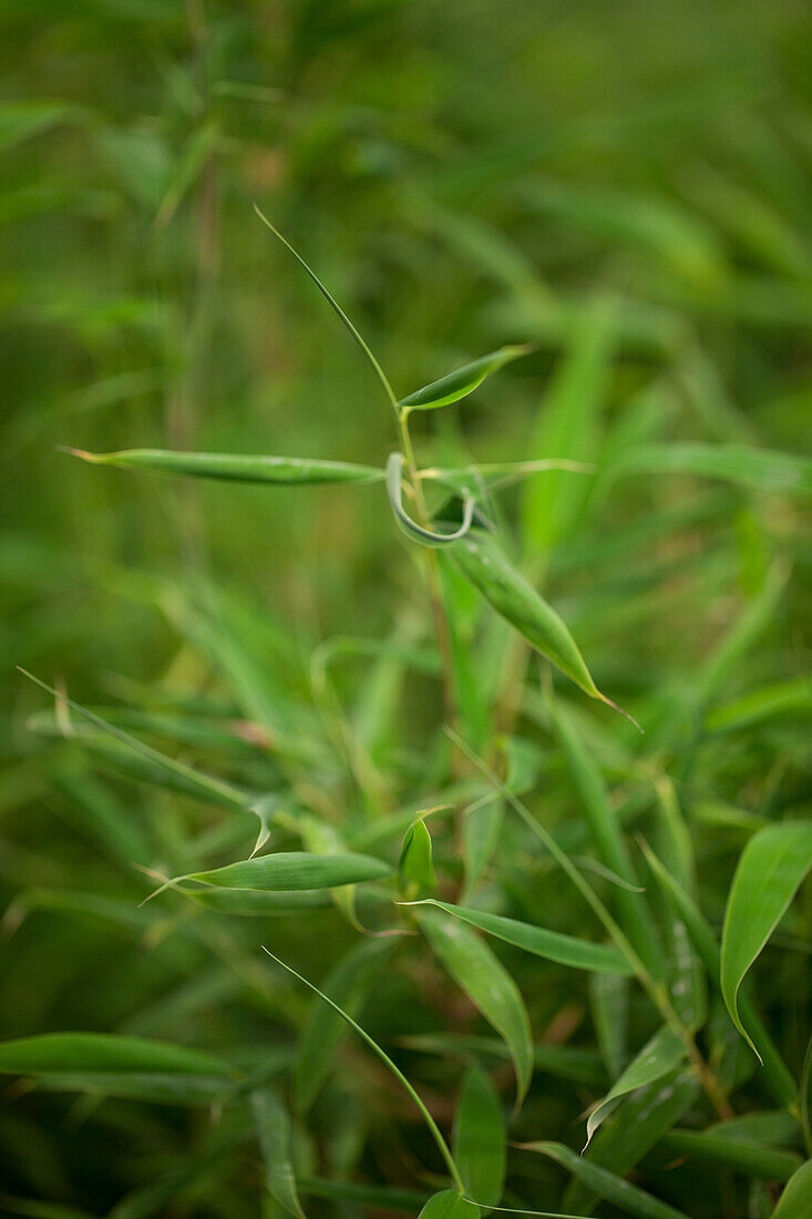 Fargesia murieliae Jumbo