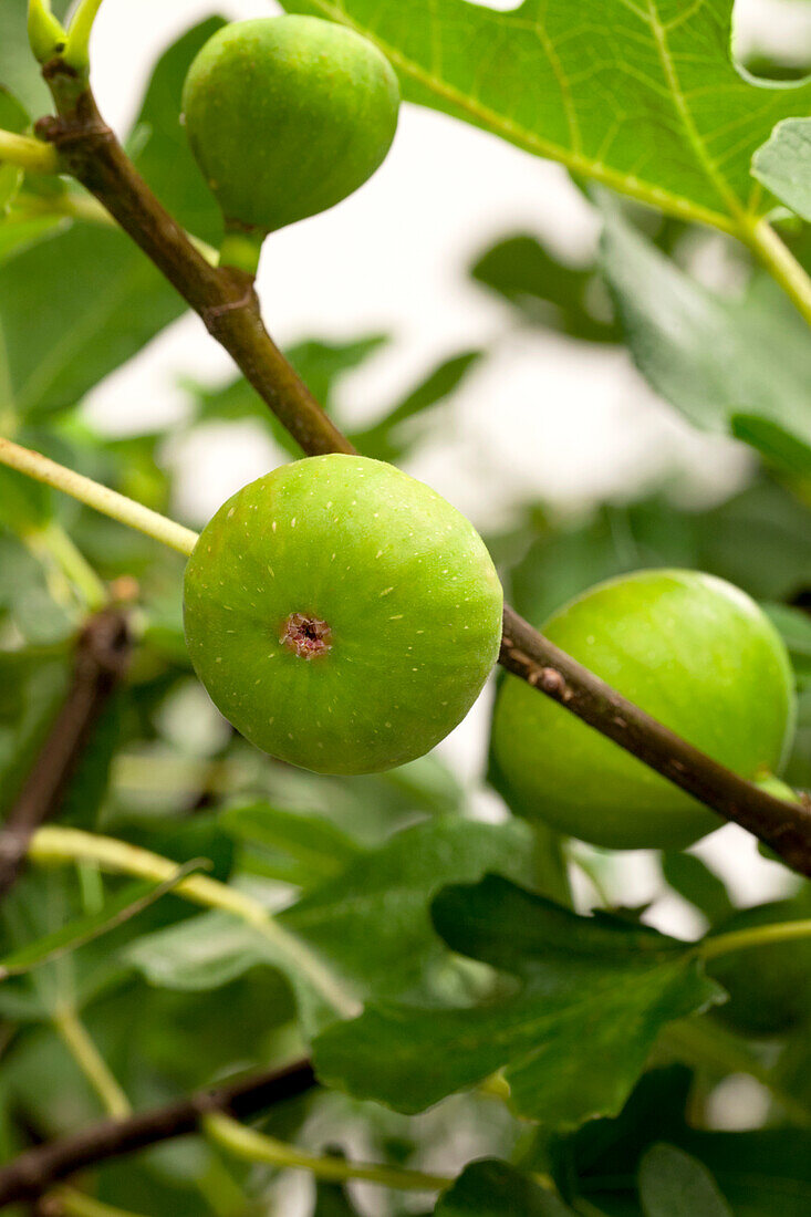 Ficus carica 'Bornholmfeige'