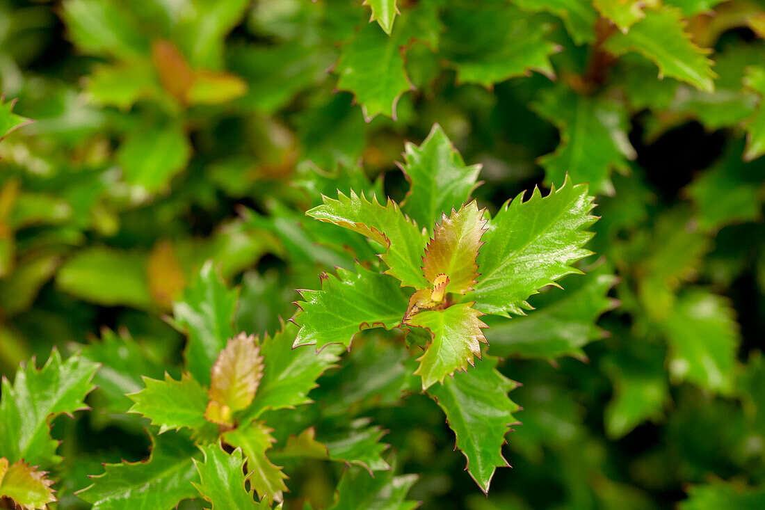 Ilex 'Little Rascal'®