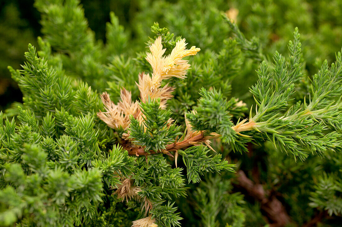 Juniperus chinensis 'Expansa Variegata