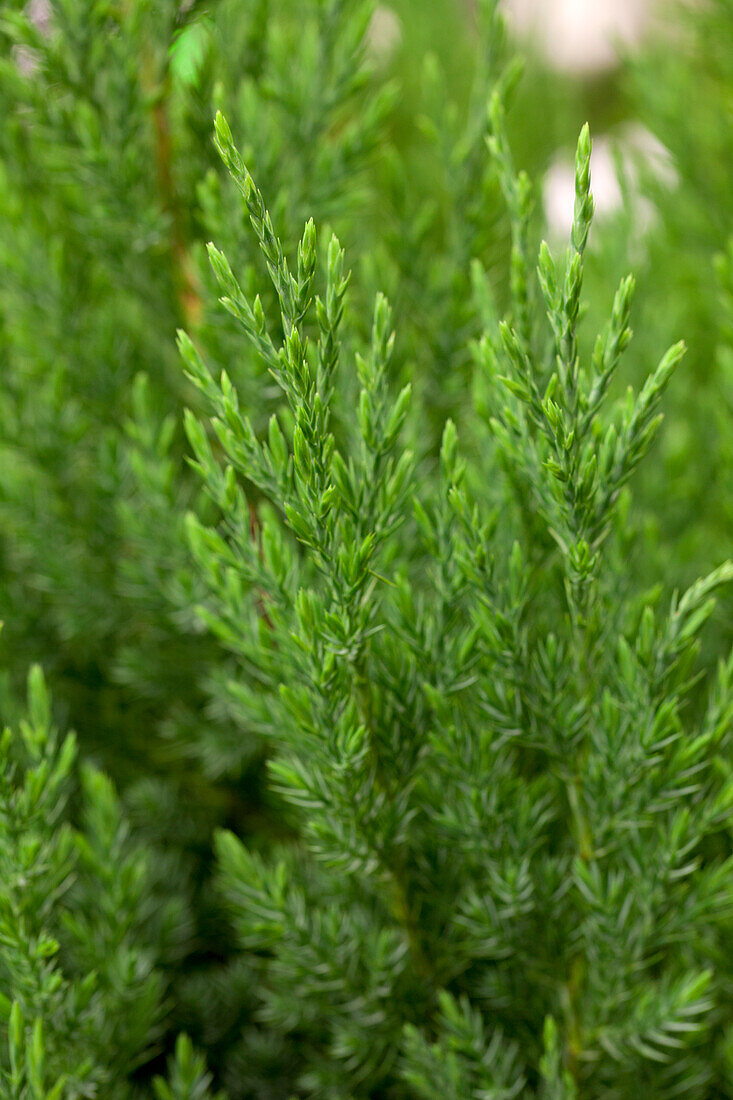 Juniperus chinensis 'Stricta