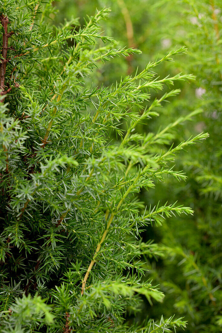 Juniperus communis 'Bruns'