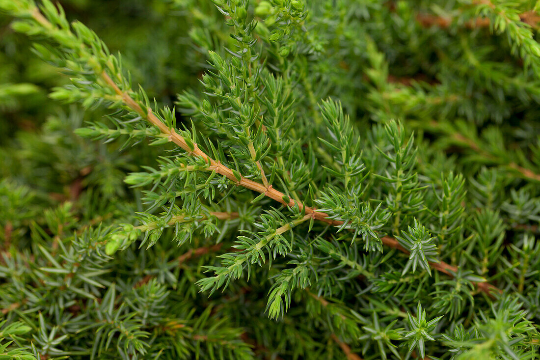 Juniperus communis 'Green Carpet'