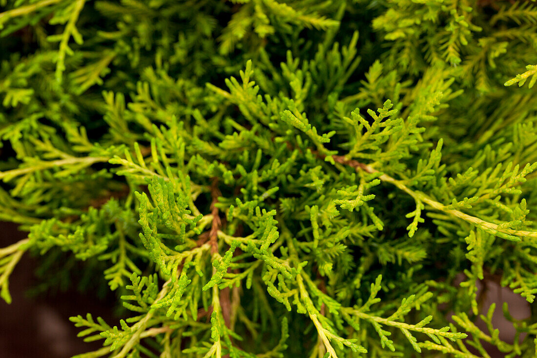 Juniperus x pfitzeriana 'Golden Saucer'