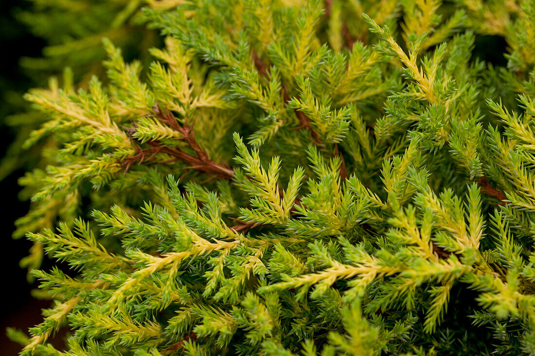 Juniperus x pfitzeriana 'Gold cushion