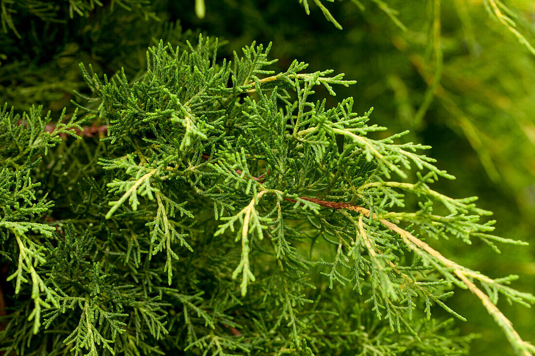 Juniperus x pfitzeriana 'Pfitzeriana Aurea'